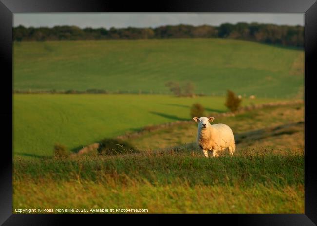 September Sunset Sheep Framed Print by Ross McNeillie