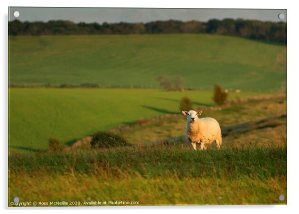 September Sunset Sheep Acrylic by Ross McNeillie
