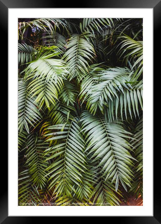 Vertical image of a lush forest with broad green palm leaves, natural background. Framed Mounted Print by Joaquin Corbalan