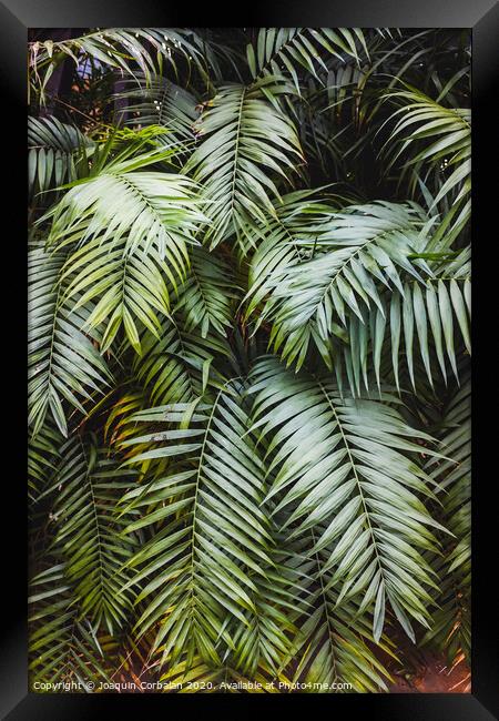 Vertical image of a lush forest with broad green palm leaves, natural background. Framed Print by Joaquin Corbalan