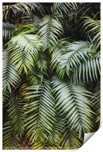 Vertical image of a lush forest with broad green palm leaves, natural background. Print by Joaquin Corbalan