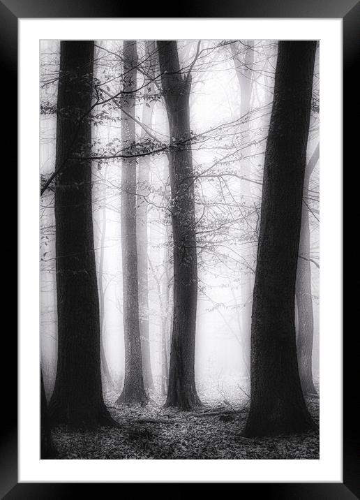 Foggy day in a oak forest in autumn time in Hungary Framed Mounted Print by Arpad Radoczy