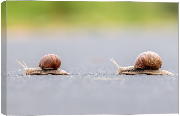Two Burgundy snails (Helix pomatia) closeup Canvas Print by Arpad Radoczy