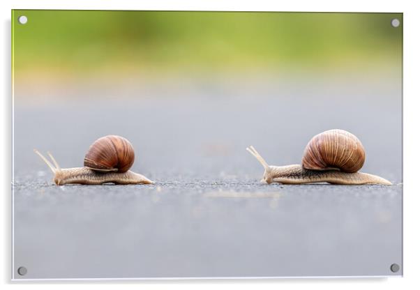 Two Burgundy snails (Helix pomatia) closeup Acrylic by Arpad Radoczy
