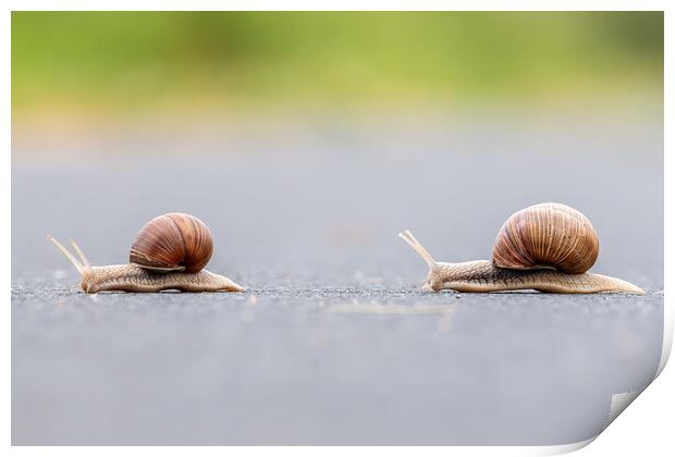 Two Burgundy snails (Helix pomatia) closeup Print by Arpad Radoczy