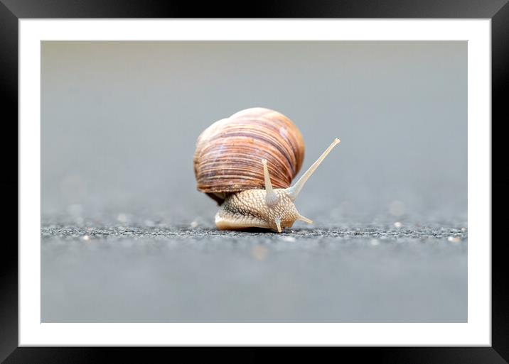 Burgundy snails (Helix pomatia) closeup Framed Mounted Print by Arpad Radoczy