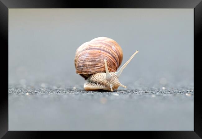 Burgundy snails (Helix pomatia) closeup Framed Print by Arpad Radoczy