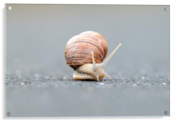 Burgundy snails (Helix pomatia) closeup Acrylic by Arpad Radoczy