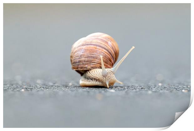 Burgundy snails (Helix pomatia) closeup Print by Arpad Radoczy
