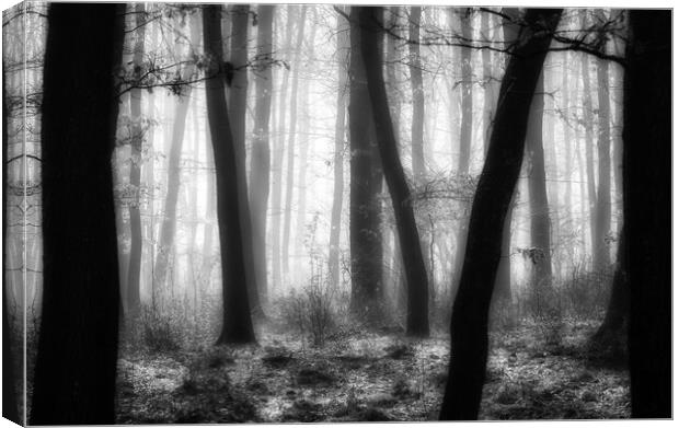 Foggy day in a oak forest in autumn time in Hungary Canvas Print by Arpad Radoczy