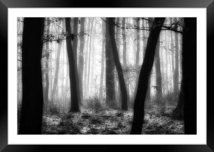 Foggy day in a oak forest in autumn time in Hungary Framed Mounted Print by Arpad Radoczy