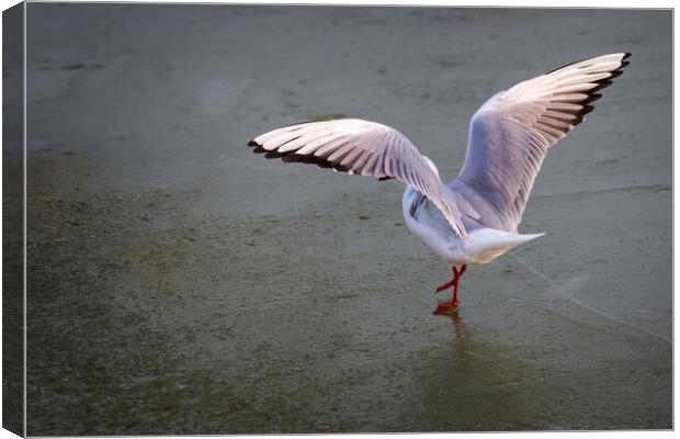 Seagull dancing on the ice in winter Canvas Print by Arpad Radoczy