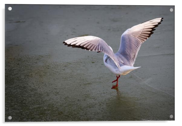 Seagull dancing on the ice in winter Acrylic by Arpad Radoczy