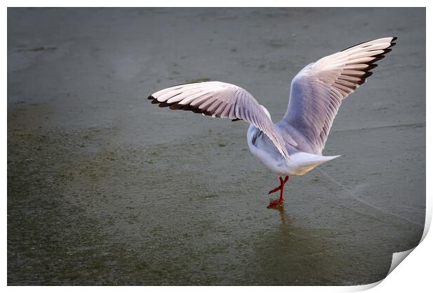 Seagull dancing on the ice in winter Print by Arpad Radoczy