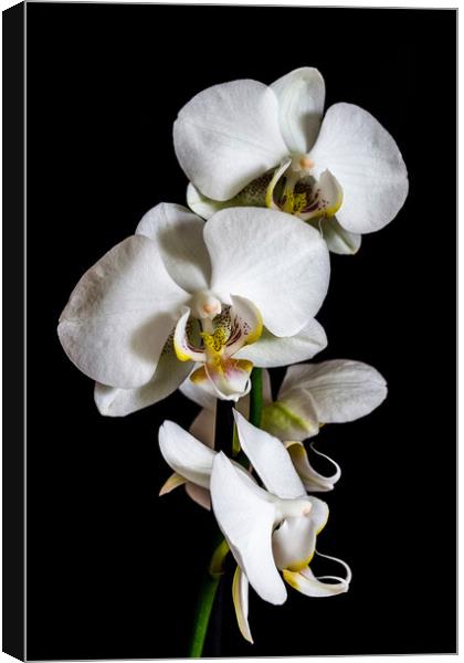 White orchid  Canvas Print by Arpad Radoczy