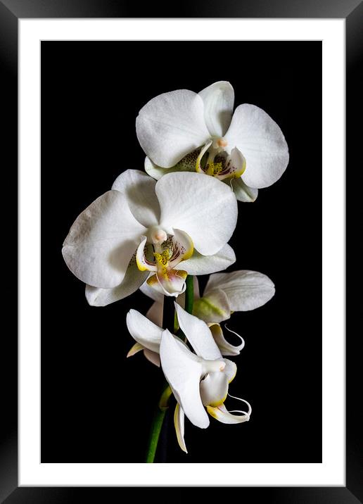 White orchid  Framed Mounted Print by Arpad Radoczy