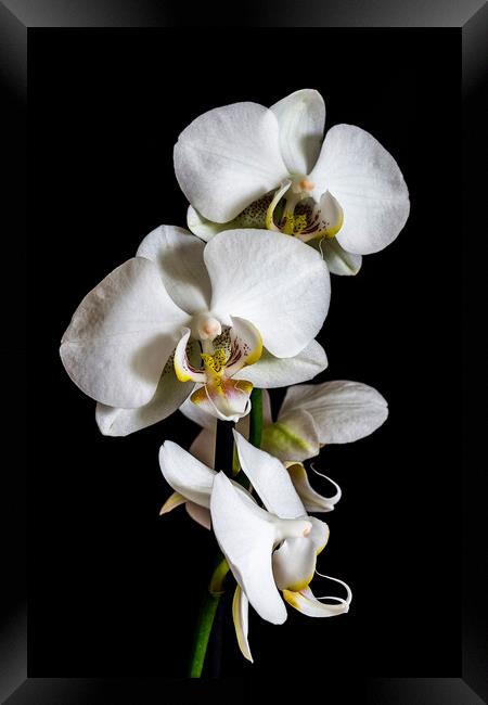 White orchid  Framed Print by Arpad Radoczy