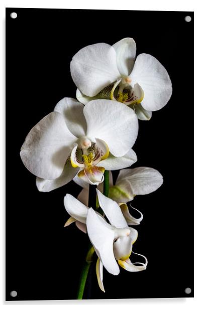 White orchid  Acrylic by Arpad Radoczy
