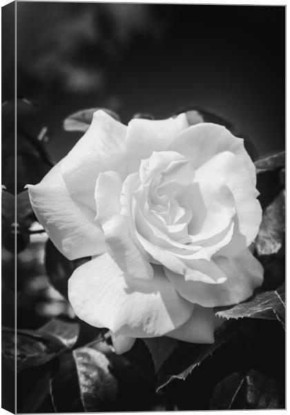 Close up of a yellow rose in black and white Canvas Print by Arpad Radoczy