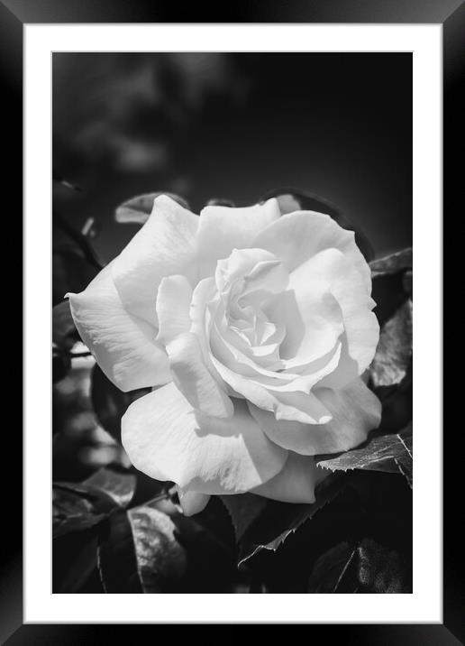 Close up of a yellow rose in black and white Framed Mounted Print by Arpad Radoczy