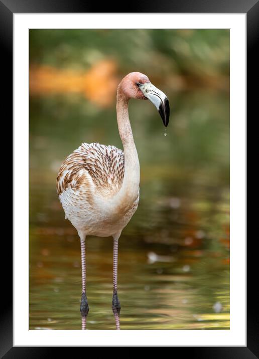 Nice young elegant flamingo standing in the water Framed Mounted Print by Arpad Radoczy