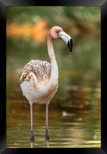 Nice young elegant flamingo standing in the water Framed Print by Arpad Radoczy