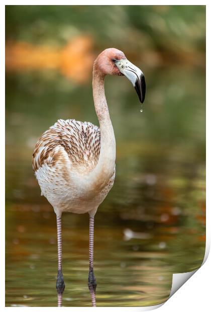 Nice young elegant flamingo standing in the water Print by Arpad Radoczy