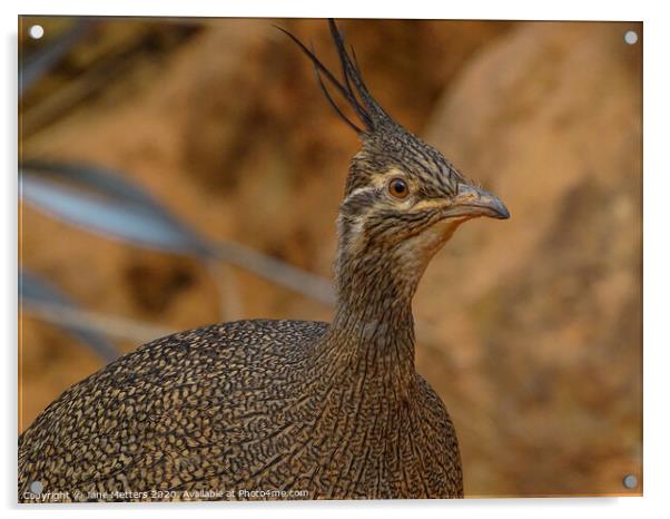 Elegant Crested Tinamou Acrylic by Jane Metters