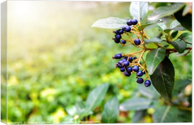 Natural background with autumn purple berries Canvas Print by Joaquin Corbalan