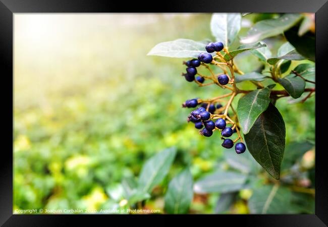 Natural background with autumn purple berries Framed Print by Joaquin Corbalan