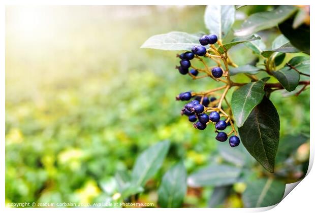 Natural background with autumn purple berries Print by Joaquin Corbalan