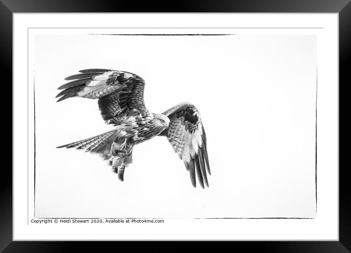 Red Kite in Mono 1 Framed Mounted Print by Heidi Stewart