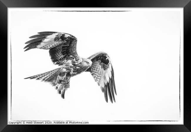 Red Kite in Mono 1 Framed Print by Heidi Stewart