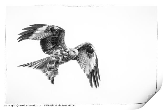 Red Kite in Mono 1 Print by Heidi Stewart