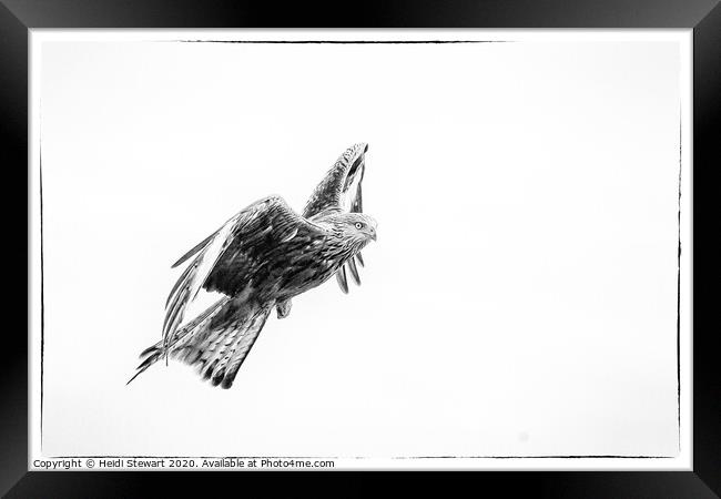 Red Kite in Mono 2 Framed Print by Heidi Stewart