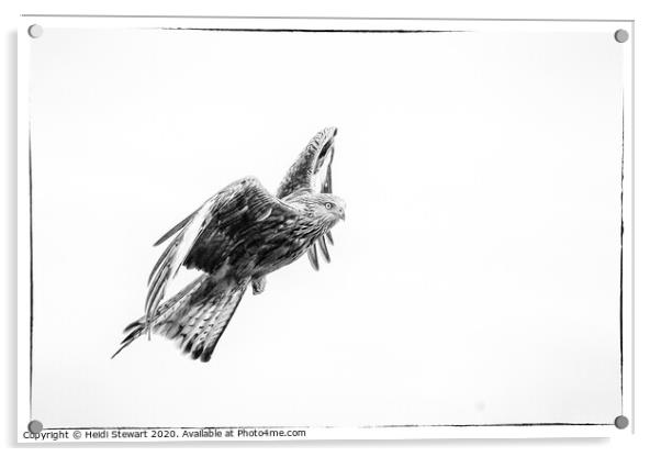 Red Kite in Mono 2 Acrylic by Heidi Stewart