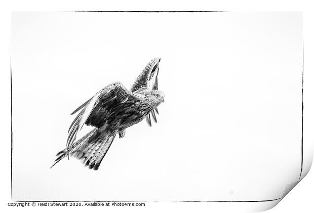 Red Kite in Mono 2 Print by Heidi Stewart