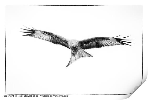 Red Kite in Mono 3 Print by Heidi Stewart