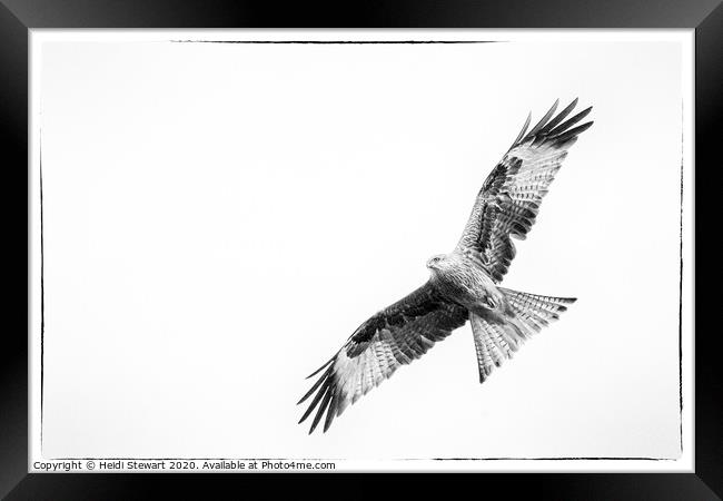 Red Kite in Mono 3 Framed Print by Heidi Stewart