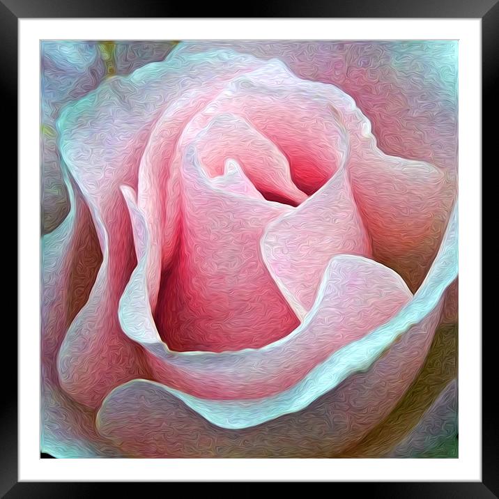 Rose Painting Framed Mounted Print by Alice Gosling