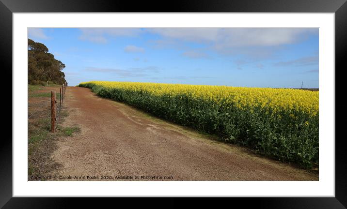 Canola Crop Framed Mounted Print by Carole-Anne Fooks