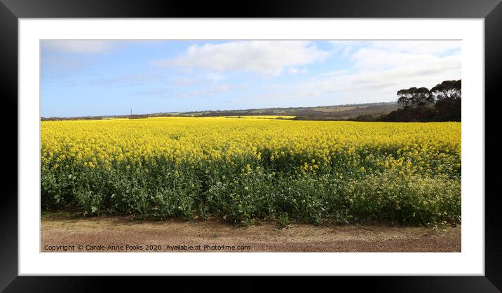 Canola Crop Framed Mounted Print by Carole-Anne Fooks