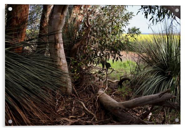 Canola Crop Through the Bush Acrylic by Carole-Anne Fooks