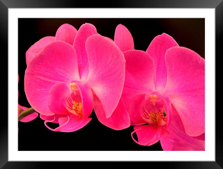 Orchid Glow Framed Mounted Print by Chris Owen