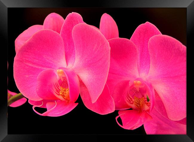 Orchid Glow Framed Print by Chris Owen