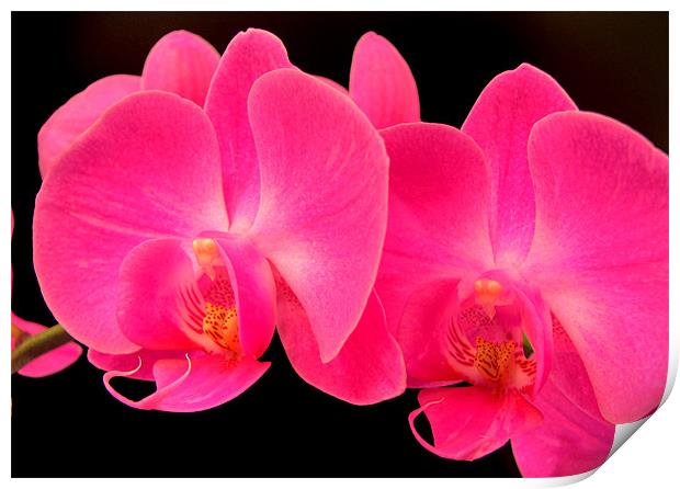 Orchid Glow Print by Chris Owen