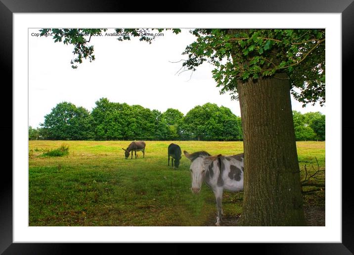 Donkeys at Swanwick Framed Mounted Print by Hayley Jewell