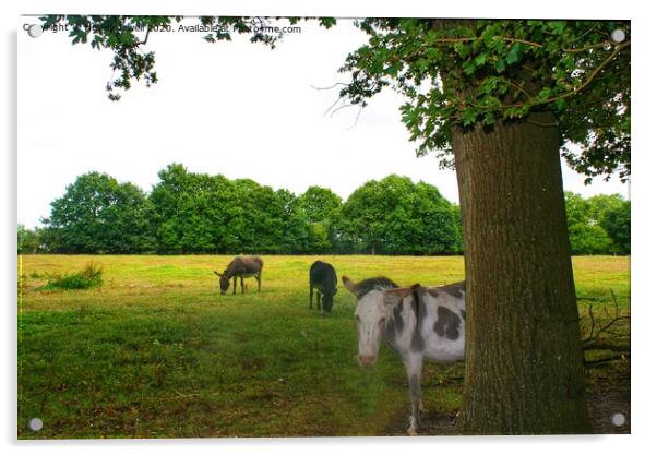 Donkeys at Swanwick Acrylic by Hayley Jewell