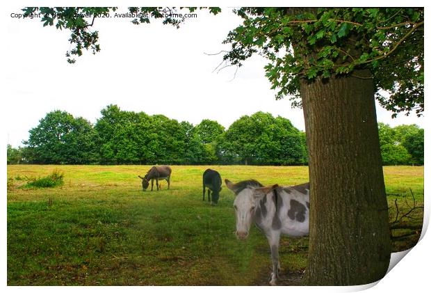 Donkeys at Swanwick Print by Hayley Jewell