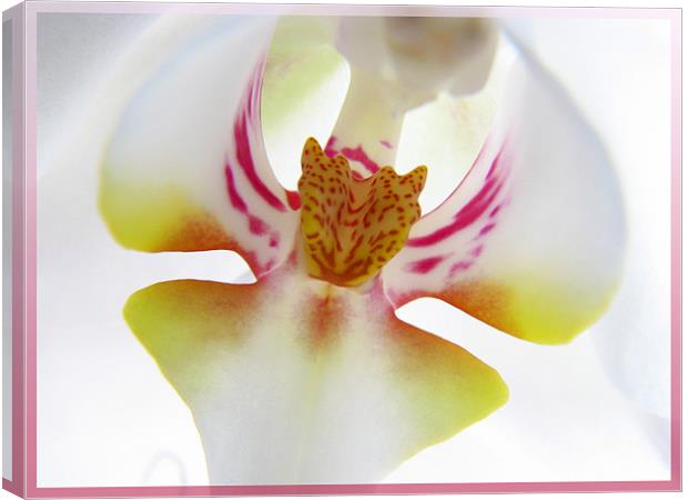 Orchid Center Canvas Print by Chris Owen